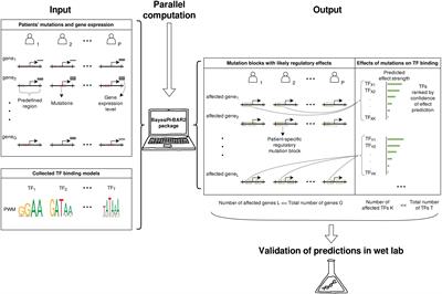 BayesPI-BAR2: A New Python Package for Predicting Functional Non-coding Mutations in Cancer Patient Cohorts